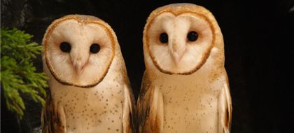 Imagen de Cornare y Corantioquia regresaron lechuzas rehabilitadas a la libertad tras un año de recuperación