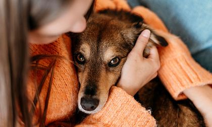 Cuidado, tu mascota podría estar absorbiendo tu estrés emocional