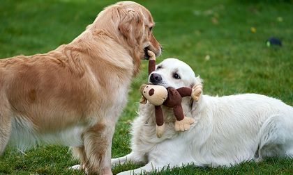Mi perro está viejo: ¿Cómo hacer que acepte a una nueva mascota?