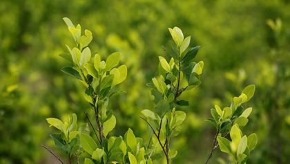 Imagen de Cultivos de coca en Colombia alcanzaron las 261 000 hectáreas en 2024