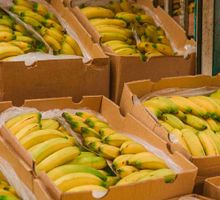 Exportaciones agropecuarias crecieron 11,6% en valor y 63,2% en volumen