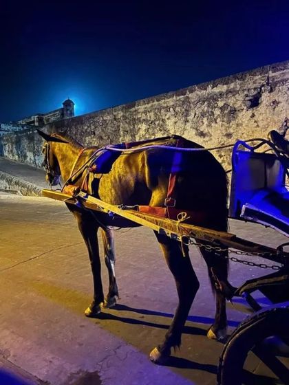 Imagen de Corte Constitucional prohíbe uso de animales de tracción con fines turísticos