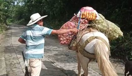 Imagen de   Alcaldía fortalece a 55 familias productoras de limón mandarino en San Francisco