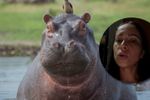 Imagen de “No lo vamos a permitir”: defensores de los hipopótamos en Antioquia sobre inicio de las eutanasias