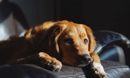 Animales desorientados, heridos y muertos: el saldo de la pólvora en Cali en lo que va de diciembre