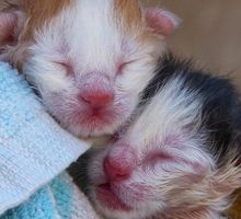 ¿Cómo ayudar a la mamá gata a cuidar su cría recién nacida?