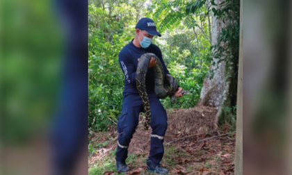 Imagen de  En el último mes, seis serpientes han aparecido en viviendas de San Carlos: ¿qué hacer?