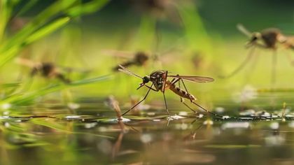 Imagen de  Fue declarada oficialmente la emergencia sanitaria en Colombia por la fiebre amarilla: esta es la resolución