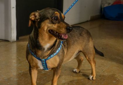 Imagen de Emergencias en Sabaneta dejaron 22 mascotas afectadas: solicitan apoyo para protegerlas