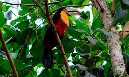 Cali se alista para la Semana de la Biodiversidad