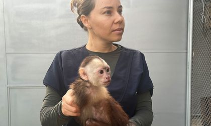 El Dagma devolvió 41 animales silvestres a su hábitat natural en Caquetá y Amazonas