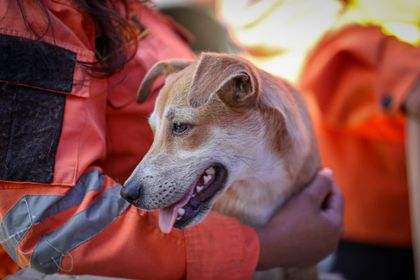 Imagen de  Los refugios de animales, desbordados tras el doble terremoto en Venezuela