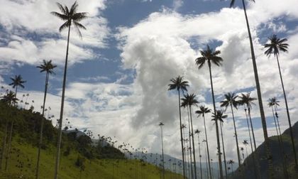 Imagen de 1.131 especies de palmas fueron incautadas en el Plan Semana Santa en Antioquia