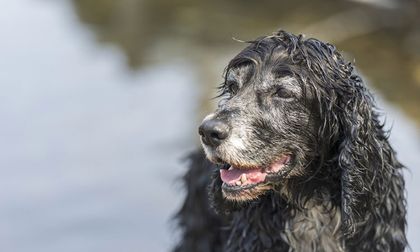 El lado oscuro de la vejez en mascotas: miedo, agresividad y confusión