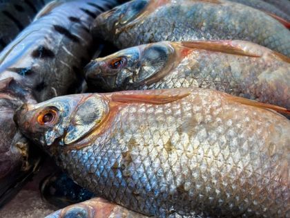 Imagen de  Colombia proyecta consumo de 50 000 toneladas de pescado en Semana Santa y reporta crecimiento sostenido del sector