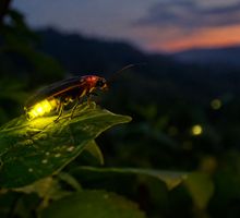 Luciérnagas en peligro de extinción: ¿por qué están desapareciendo y cuáles son las principales amenazas?