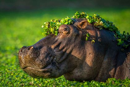 Imagen de  Estas son las fotografías más divertidas de animales de 2024, según Comedy Wildlife Photography Awards