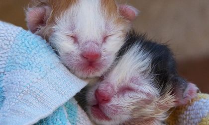 ¿Cómo ayudar a la mamá gata a cuidar su cría recién nacida?
