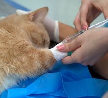 ¿Tiene una mascota en casa? Ofrecen esterilizaciones gratuitas en varios puntos de Cali