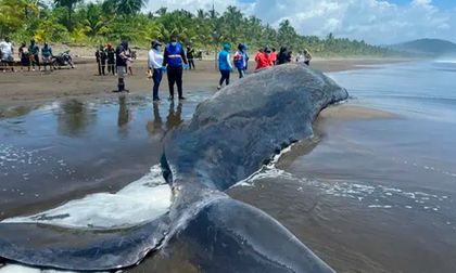Cachalote varado en playa de Chocó no sobrevivió