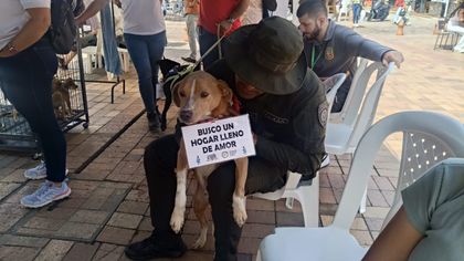 Imagen de  Rescatan más de 35 mascotas de plazas de mercado, terminales de transporte y residencias