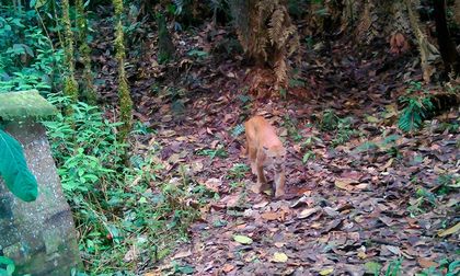 Cámaras trampa revelan riqueza de fauna en el Valle