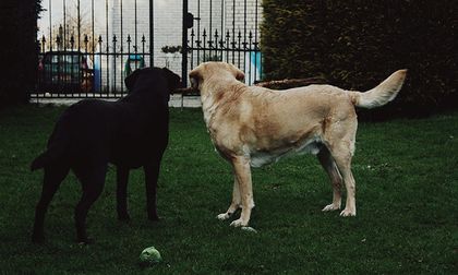 Perros que hablan con los muertos: ¿existen los mediums caninos?