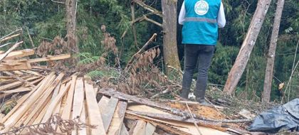 Imagen de Cornare impondrá medida preventiva a una asociación de El Carmen de Viboral por tala de árboles