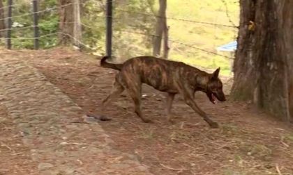 Investigan muerte de Laika, una perrita que fue tortutada y decapitada en Buga