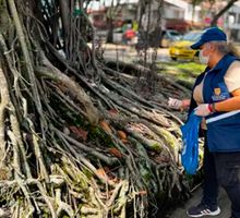 La calle 9ª de Cali está bajo vigilancia por presencia de ratas: esto deberán hacer los restaurantes del sector