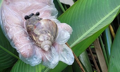 Aumenta caracol gigante africano en Cali: dónde se encuentra y cómo actuar si lo ve