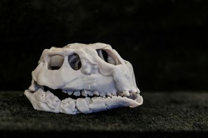 Imagen de  Descubren una nueva especie de dinosaurio, el más pequeño del mundo