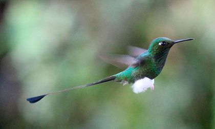 El desafío global de financiar la biodiversidad: cerrar la brecha y asegurar un futuro sostenible