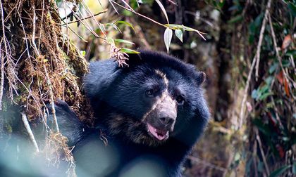 Tamá no alcanzó la libertad: murió el oso andino durante su traslado