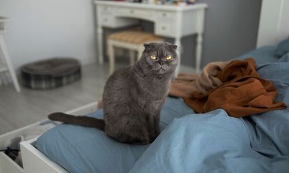 Tips para interpretar los cambios bruscos de comportamiento en tu gato