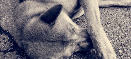 Imagen de  Investigan muerte, por presunto envenenamiento, de zorra perro y sus crías en zona rural de Guarne