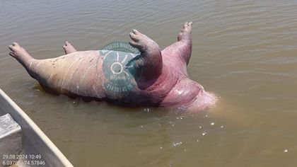 Imagen de Preocupación en Puerto Triunfo tras el hallazgo de un hipopótamo muerto en la ribera del Magdalena