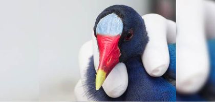 Imagen de Cuidemos las Pollas Azules: han aumentado los rescates por colisiones y ataques en zonas urbanas de Antioquia