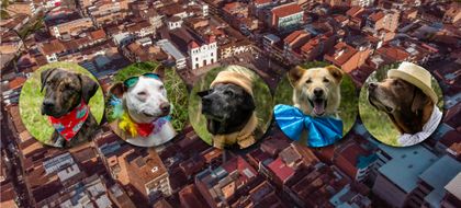 Imagen de  Milo, Ginkgo, Molly, Amapola y Logan: en El Santuario buscan hogar para cinco perritos que llevan años en el albergue