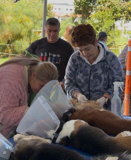 Imagen de La Ceja supera las 1 200 esterilizaciones en tres años de atención animal