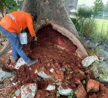 Comunidad y Distrito protegen árboles en Cali