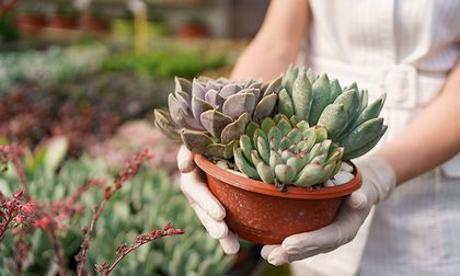 Cuidados básicos de las plantas suculentas para mantenerlas sanas y hermosas