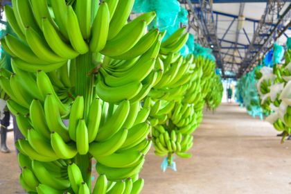 produccion de banano