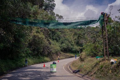 Imagen de  En las vías, déjalos cruzar: zarigüeyas, ardillas, titíes, tamandúas y perezosos, ellos también sienten