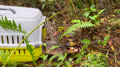 Imagen de  Liberan a 35 zarigüeyas y un gavilán en La Ceja y El Carmen