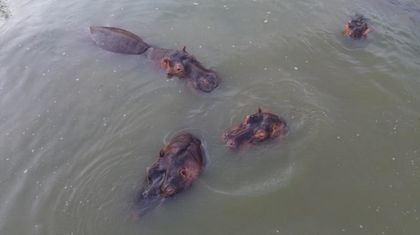 Imagen de  Así sería la logística millonaria para trasladar los hipopótamos de Escobar a la India