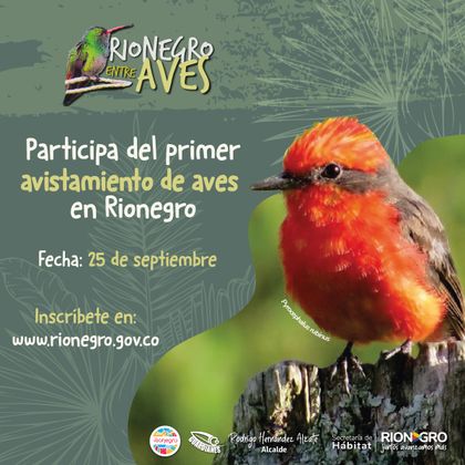 Imagen de  Todo listo para el primer avistamiento de aves en Rionegro
