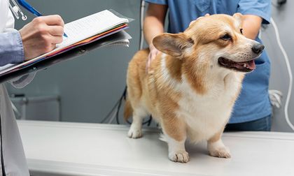 La coccidiosis canina: Un parásito que pone en riesgo a tu perro