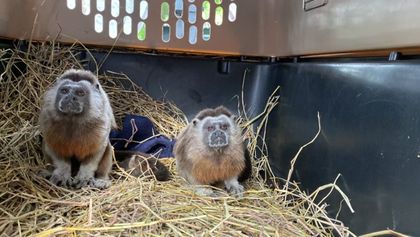 Imagen de  Libres otra vez: dos titís grises vuelven a su entorno natural tras largo proceso de recuperación