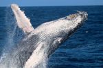 Imagen de Registran récord de viaje de dos ballenas jorobadas entre Australia y Brasil